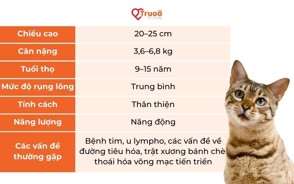 Đặc điểm cơ bản của mèo Bengal